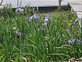 Guy Fanguy - Artist - Photographer - Guy Fanguy - Louisiana - Flowers on the Bayou (1).jpg Size: 103053 - 1